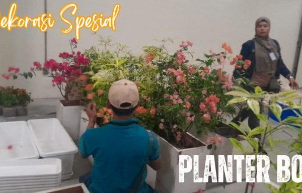 PLANTER BOX BOUGENVILLE
