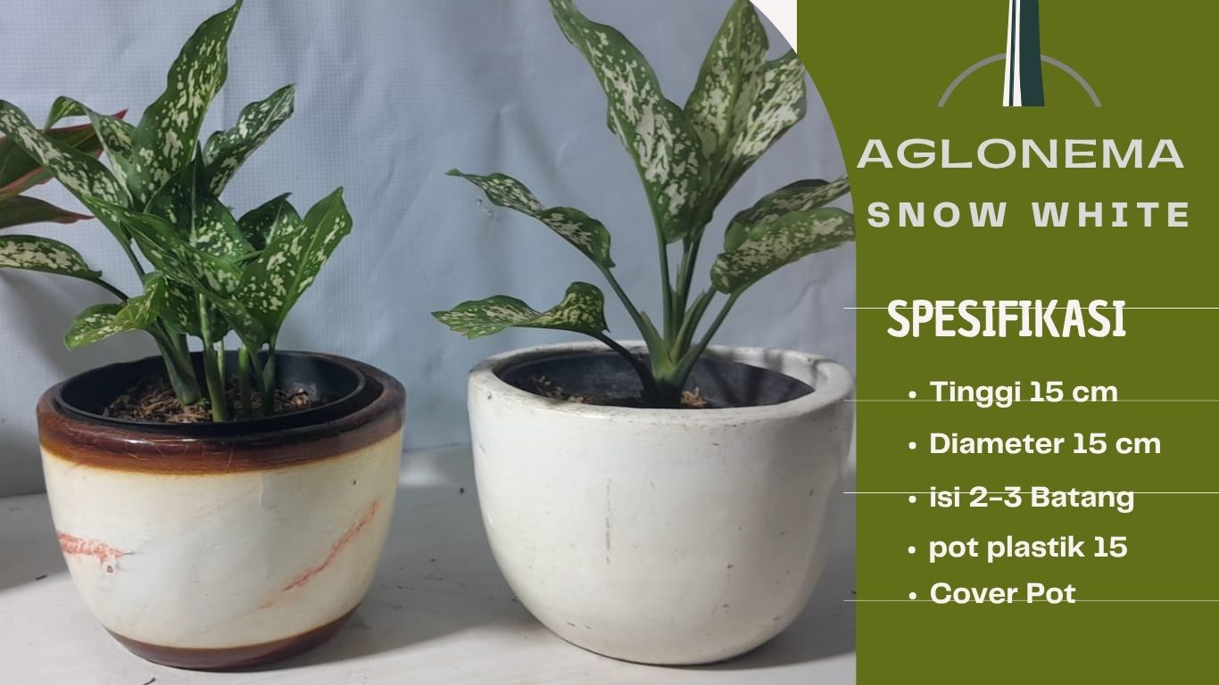 TANAMAN INDOOR AGLONEMA SNOW-WHITE